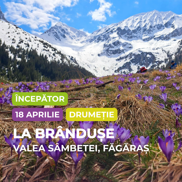 La brândușe pe Valea Sâmbetei